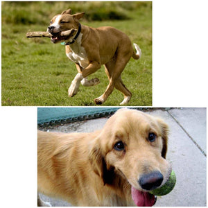 PULUZ Hound Dog Verstellbarer Brustgurt-Bergungsgeschirr...